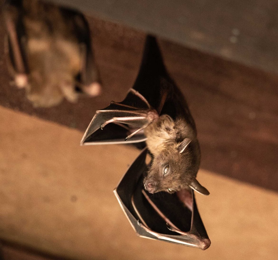 Wildlife-Bats in Cincinnati